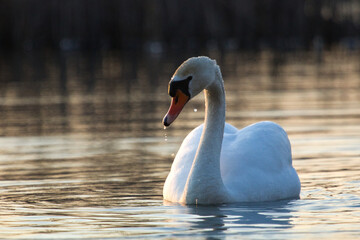 Mute Swan. Cygnus olor. Mute swans on a  lake, swan wings closeup photos. Wildlife nature closeup.