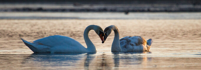 Mute Swan. Cygnus olor. Mute swans on a  lake, swan swiming closeup photos. Wildlife nature closeup. Love birds. © Solar 760L