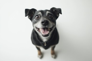 Fototapeta premium A funny and cheerful dog of black and white color on a white background. Care concept, animal life, health, exhibition. Insulated