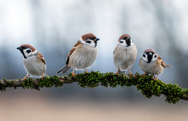 group of funny birds sparrows sitting on a branch covered with moss in the garden