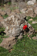 A single red flower grows out of a gray basalt rock. The flower is small and delicate, but its color is bright red and eye-catching. The beauty of nature 