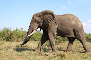 Fototapeta premium Afrikanischer Elefant / African elephant / Loxodonta africana