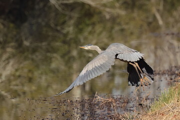 Great blue heron in habitat hunting and flying in wetlands. 