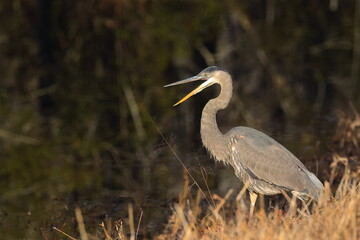 Great blue heron in habitat hunting and flying in wetlands. 