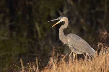 Fototapeta premium Great blue heron in habitat hunting and flying in wetlands. 
