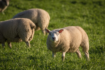 Fototapeta premium a curious sheep