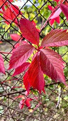 Vertical photo of red leaves of the Parthenocissus plant close-up. Ideal for autumn, nature, and seasonal background themes. Perfect for showcasing vibrant fall foliage and outdoor beauty.