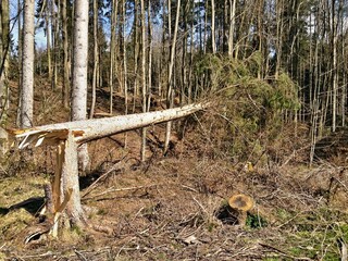 Bergheimer Wald umgeknickter Baum
