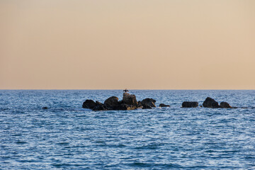 Seabird resting on coastal rocks at sunset, Paphos, Cyprus, 23.11.2024