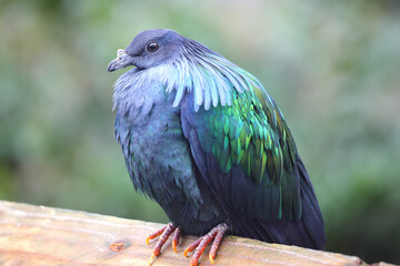 Nicobar pigeon with beautiful iridescent blue, green, and aqua plumage, perched on a limb. 