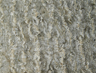 texture of a tree for backgrounds