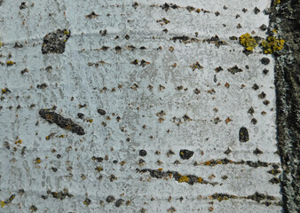 texture of a tree for backgrounds