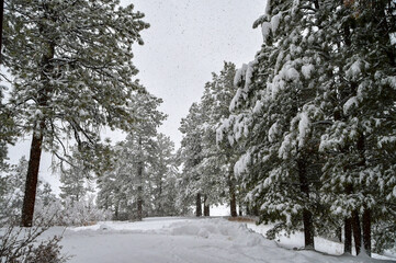 A December blizzard on a snowy gloomy winter day around Christmas in Durango, Colorado, United States