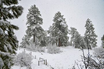 A December blizzard on a snowy gloomy winter day around Christmas in Durango, Colorado, United States