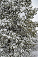 A December blizzard on a snowy gloomy winter day around Christmas in Durango, Colorado, United States