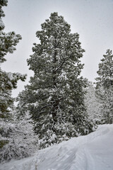 A December blizzard on a snowy gloomy winter day around Christmas in Durango, Colorado, United States