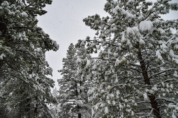 A December blizzard on a snowy gloomy winter day around Christmas in Durango, Colorado, United States