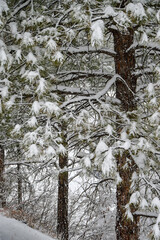 A December blizzard on a snowy gloomy winter day around Christmas in Durango, Colorado, United States