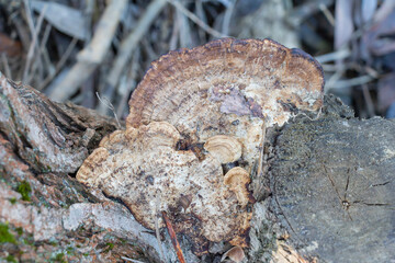 Fototapeta premium A coralline mushroom growing on an old tree trunk in the forest