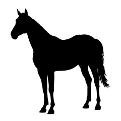 Silhouette of a horse standing in profile, turned left, showcasing its four legs, tail, ears,elegance, freedom, strength, animal grace, movement, beauty, wild nature, majestic creatures.