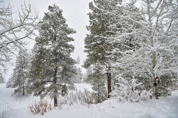A December blizzard on a snowy gloomy winter day around Christmas in Durango, Colorado, United States