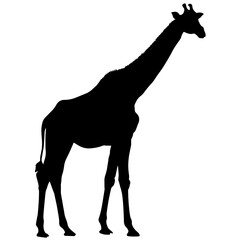Silhouette of a Giraffe – Profile View of the Majestic African Animal with Long Neck and Legs, Symbolizing Grace, Power, and the Beauty of African Wildlife, Standing Tall in the African Savannah


