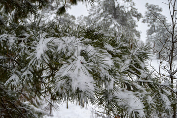 A December blizzard on a snowy gloomy winter day around Christmas in Durango, Colorado, United States