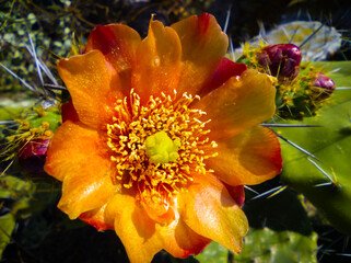 Orange nopal flower. Spring in the mountain. 