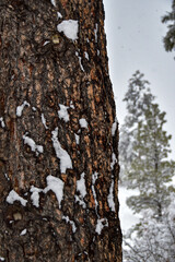 A December blizzard on a snowy gloomy winter day around Christmas in Durango, Colorado, United States