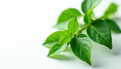 Obraz premium Detail of Gum Elemi Leaves and Stems on White Background, green stem, botanicals