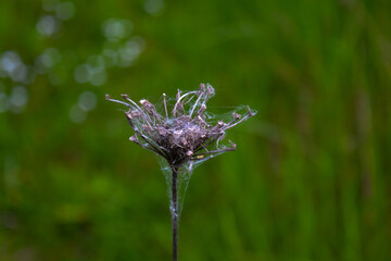 A withered flower covered in spiderwebs and dirt, standing against a blurred green background. The...