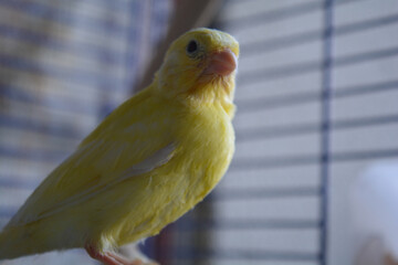 Close-up of a yellow canary, highlighting its delicate features and soft feathers. The blurred background emphasizes the bird’s bright color and curious expression.