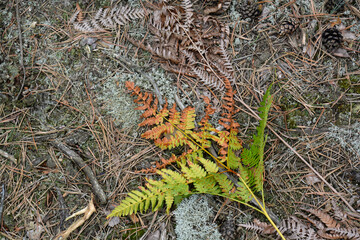 Dry brown and fresh green ferns growing side by side on the forest floor. The image captures the beauty of nature’s cycle, representing renewal, decay, and the changing of the seasons.