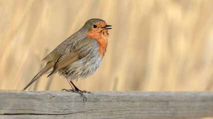 robin bird on the branch in nature