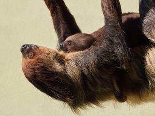 sloth with baby © Hana