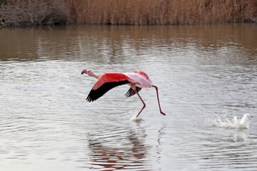 en action pour le vol