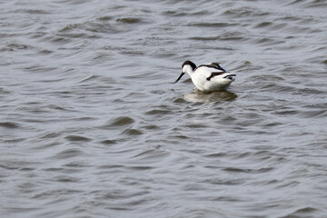 une avocette sur l étang