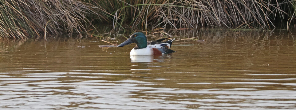 une sarcelle d hiiver