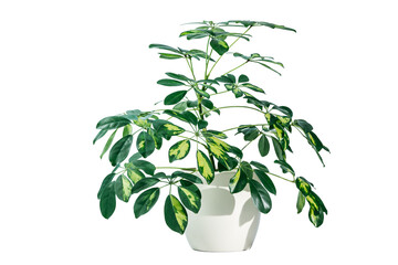 young Schefflera a potted plant isolated on white, Beautiful Umbrella Tree Plant  known as schefflera home plant in white ceramic pot. Home decor, greenhouse plant for modern interior decoration