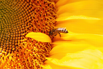 Honey bee collecting pollen on a sunflower
