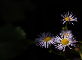 Delicate wildflowers illuminated against a dark background
