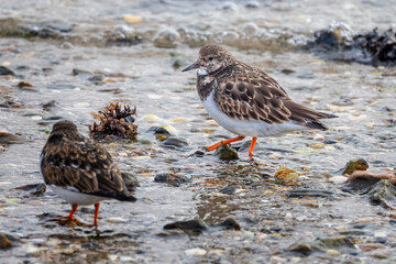Close up of a Turnstone on the shoreline looking for food at Hamworthy, Dorset, UK on 15 February 2025