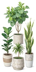 Fototapeta premium Four Potted Plants Isolated on White Background, Houseplants, Indoor Plants