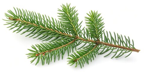 Obraz premium Green Fir Branch Isolated on White Background, Christmas, Evergreen