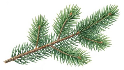 Obraz premium Green Spruce Branch, Isolated on White Background, Botanical Illustration, Conifer Evergreen, Botany