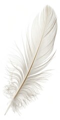 Obraz premium Single Light Beige Feather Isolated on White Background, feather texture, bird feather