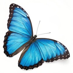 Vibrant Blue Morpho Butterfly, Isolated on White Background, Insect, Lepidoptera