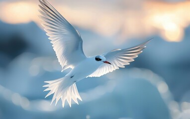 Obraz premium National Geographic Lone Arctic Tern soaring over an icy landscape, its wings cutting gracefully through the crisp air