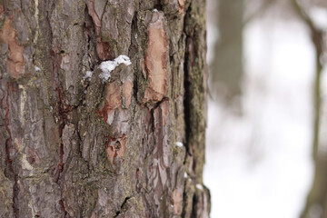 Pine tree, bark close-up. Close-up of pine tree bark in the forest in winter. Photo of a tree for a natural background. Details. Focus on the pine tree trunk with a blurred winter background. Snow