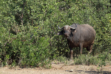 Fototapeta premium Kaffernbüffel / African buffalo / Syncerus caffer